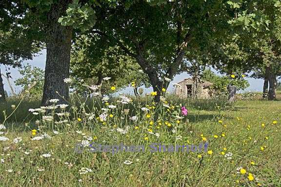 scene near forcalquier 3 graphic